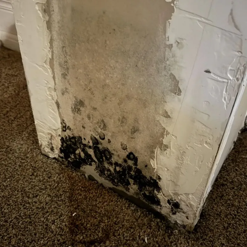 Professional Mold Removal in North Sarasota, FL